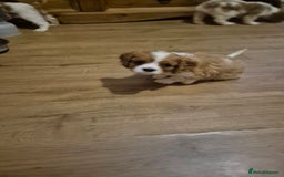 Cavalier King Charles Spaniel dogs for sale: Cavalier king charles puppies - Image 2