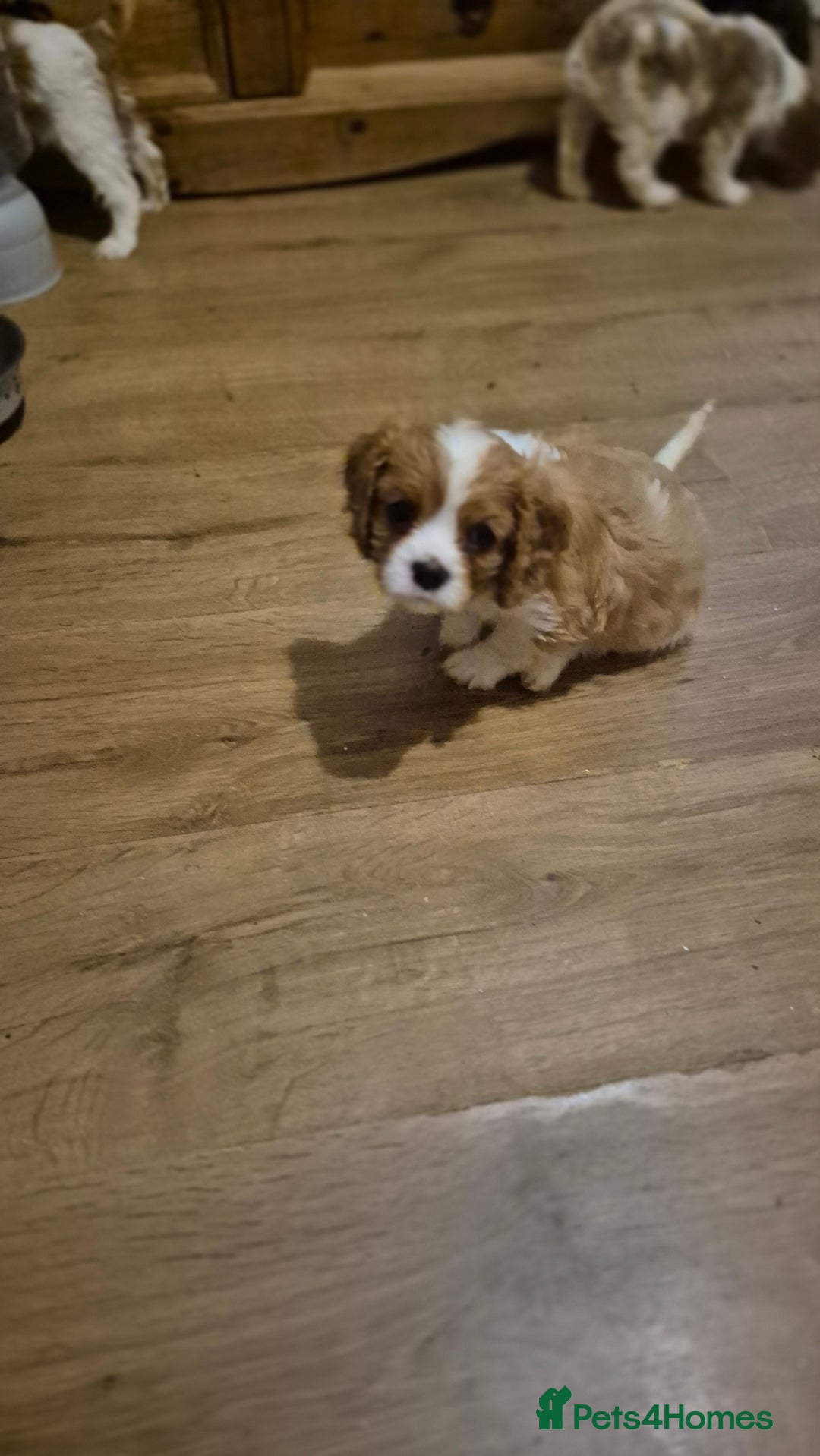 Cavalier King Charles Spaniel dogs for sale: Cavalier king charles puppies - Image 2