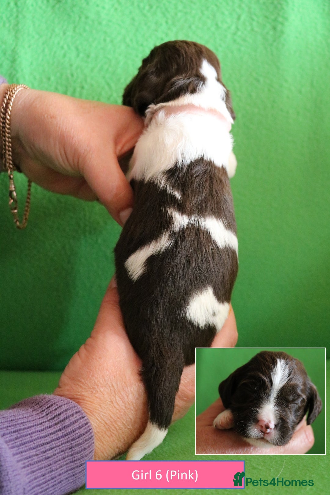 English Springer Spaniel dogs for sale: Health Tested English Springer Spaniel Puppies - Image 13