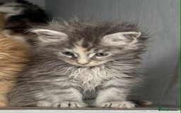 Maine Coon cats for sale: TICA registered large Maine Coon kittens - Image 5