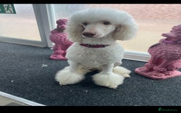 Goldendoodle dogs for sale: Goldendoodle - Image 3