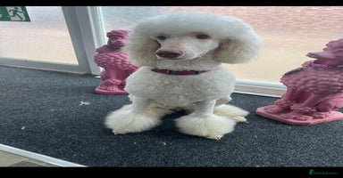 Goldendoodle dogs - Advert 5