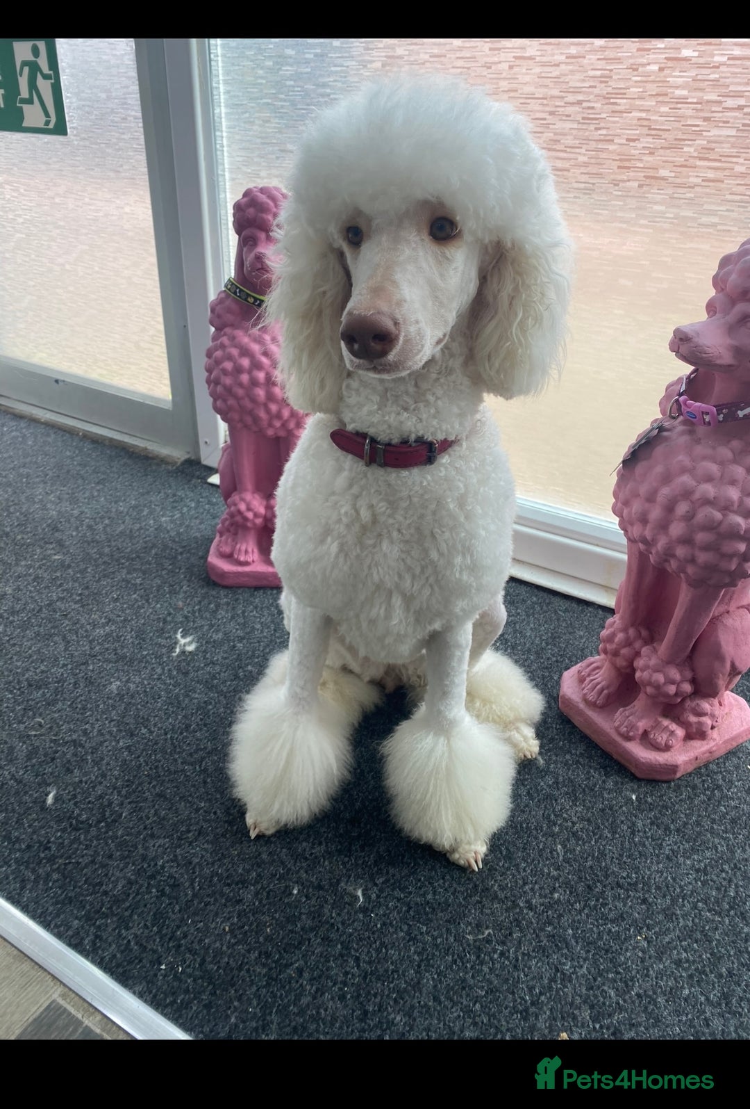 Goldendoodle dogs for sale: Goldendoodle - Image 3