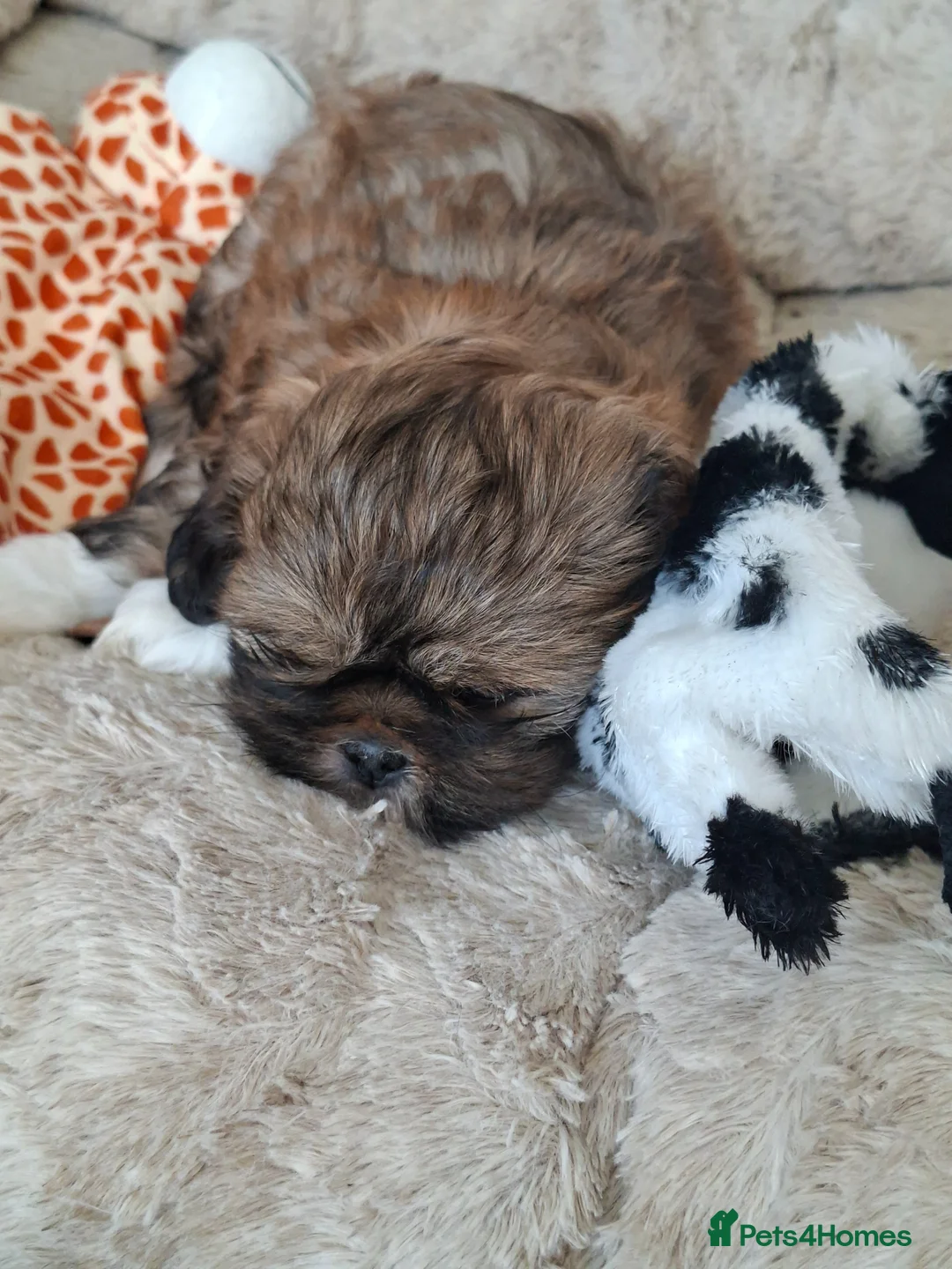 Lhasa Apso dogs for sale: Lhaso  - Advert 14