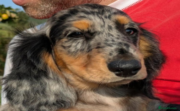 Dachshund dogs - Advert 16