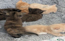 Mixed Breed cats for sale: Siamese/ragdoll/Scottish fold  - Image 30