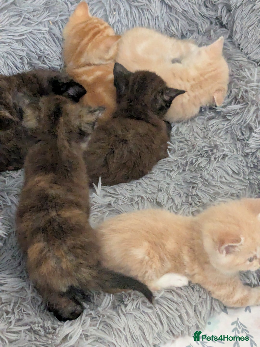 Mixed Breed cats for sale: Siamese/ragdoll/Scottish fold  - Image 30