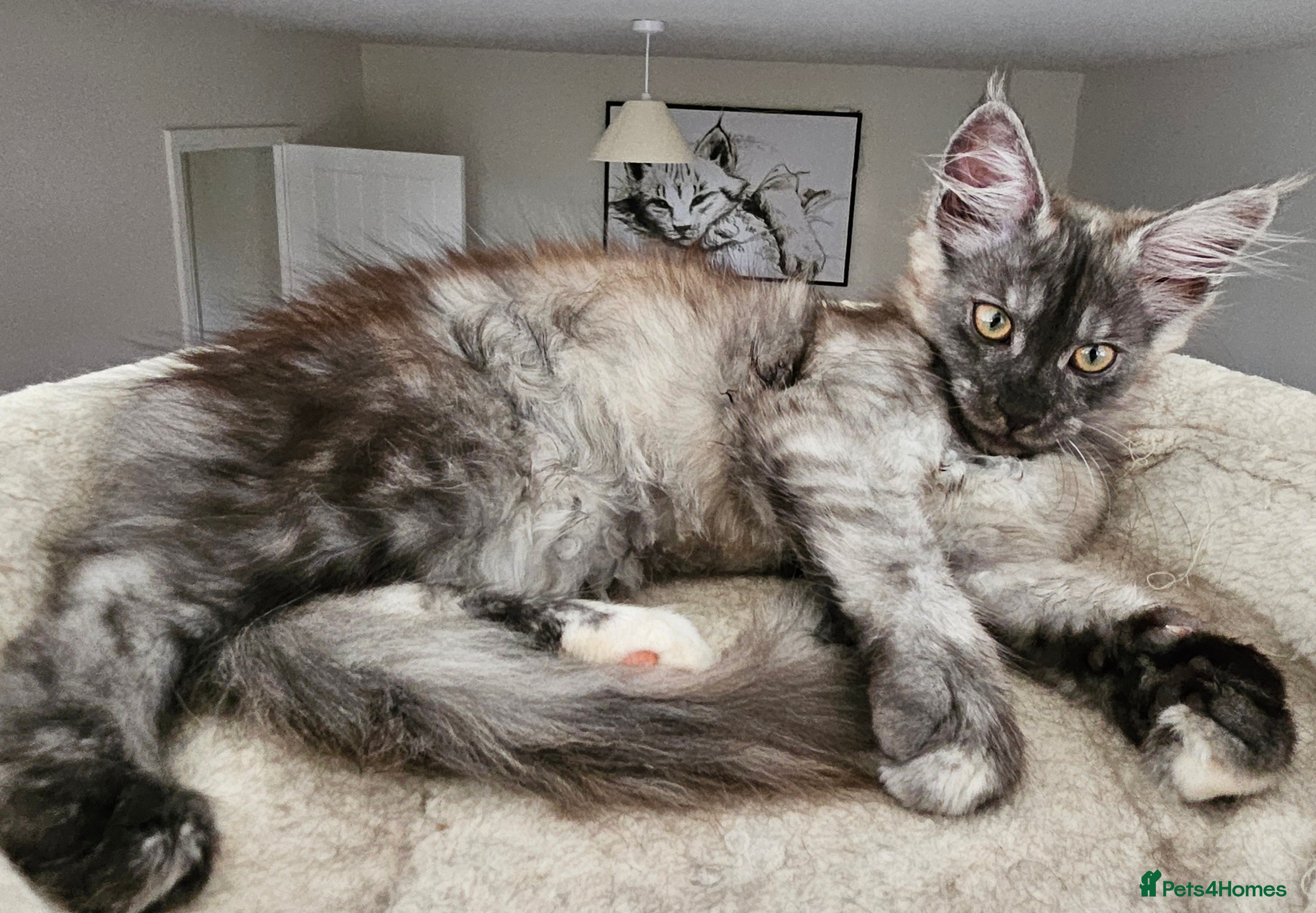 Maine Coon cats Maine coon kittens  - Advert 1