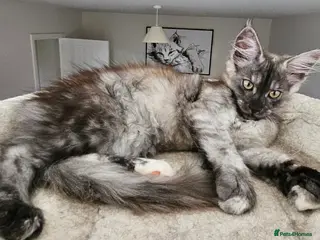 Maine Coon cats Maine coon kittens - Advert 1