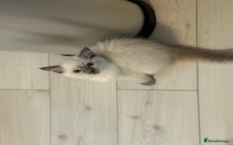 Ragdoll cats for sale: Ragdoll kittens  - Image 1