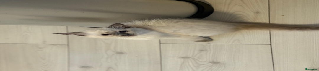 Ragdoll Kitten 2