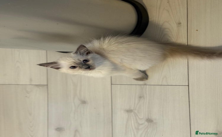 Ragdoll cats - Advert 2