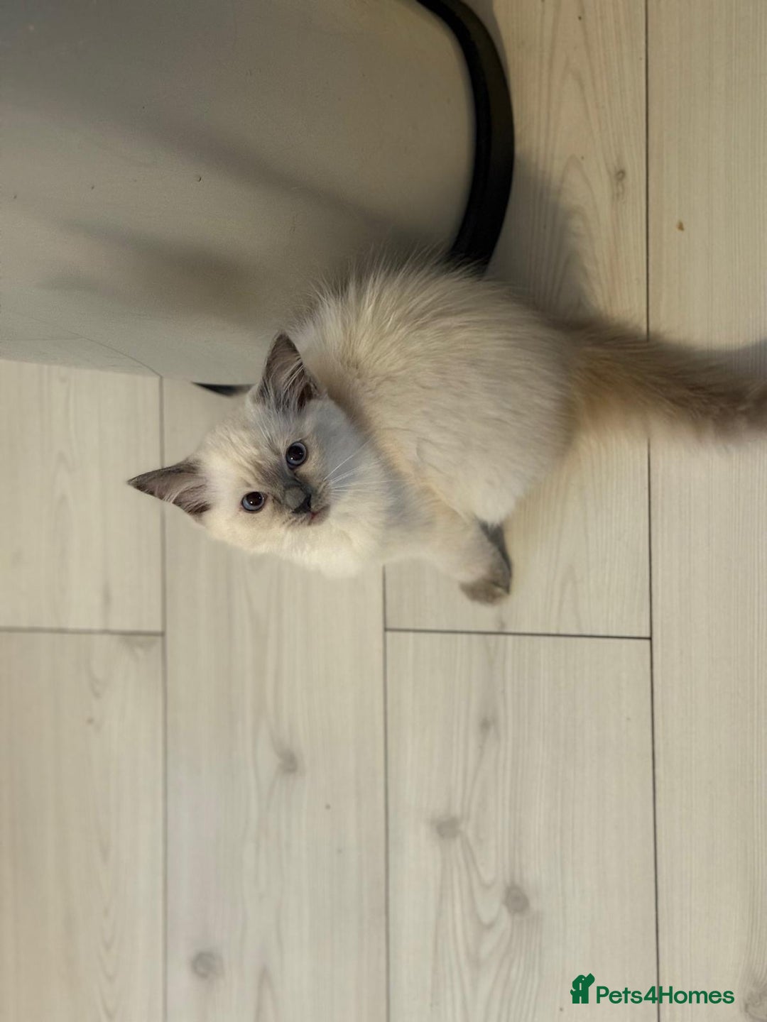 Ragdoll cats for sale: Ragdoll kittens  - Image 1