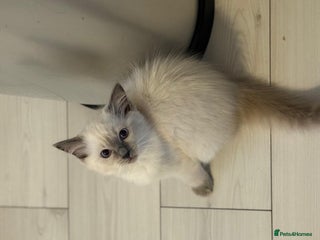 Ragdoll cats - Advert 34