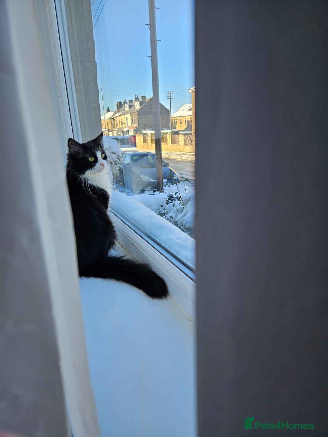 Mixed Breed cats for sale: Sweet cats looking for a good house - Image 5