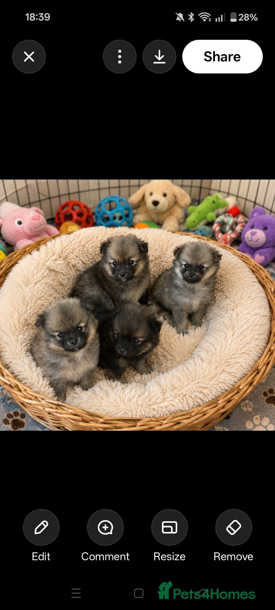 Pomeranian dogs Teddy Bear Pomeranians Eye Catching 🧸🧸🧸 - Advert 7
