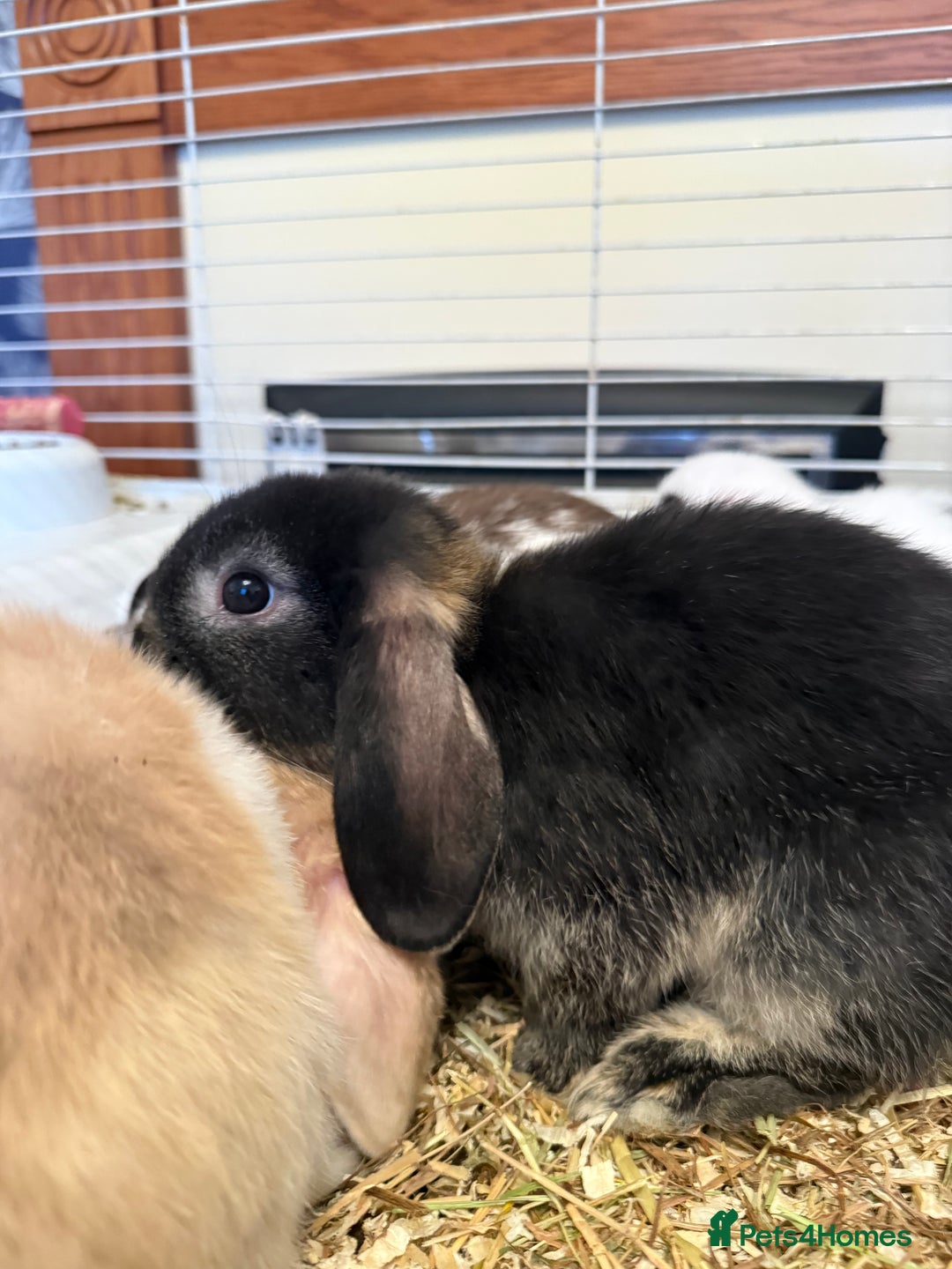 Mini Lop rabbits for sale: Two mini lop rabbits  - Advert 2