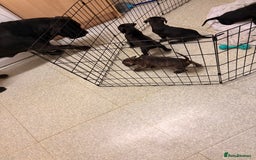 Cane Corso dogs for sale: Puppies ready now  - Image 4