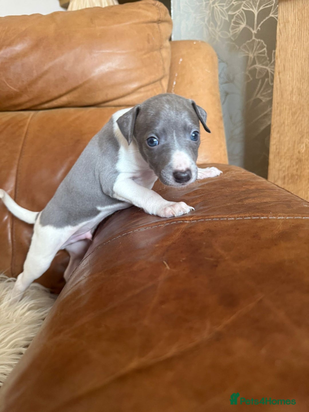 Mixed Breed dogs for sale: Whippet x Italian greyhound pups! READY NOW! - Image 7