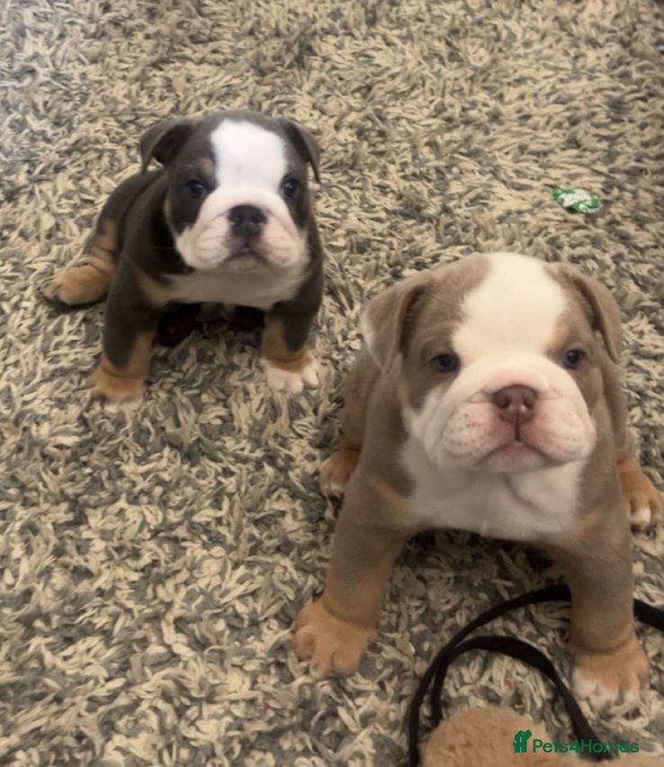 English Bulldog dogs Stunning English Bulldog Puppies - Ready Mid-July - Advert 1