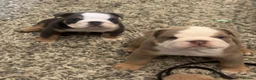 English Bulldog dogs for sale: Stunning English Bulldog Puppies - Ready Mid-July - Advert 1