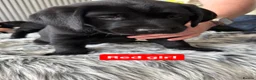 Labrador Retriever dogs for sale: KC Reg Black Labrador Puppies - Advert 5