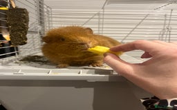 Guinea Pig rodents for sale: 2 Male Guinea Pigs - Advert 9