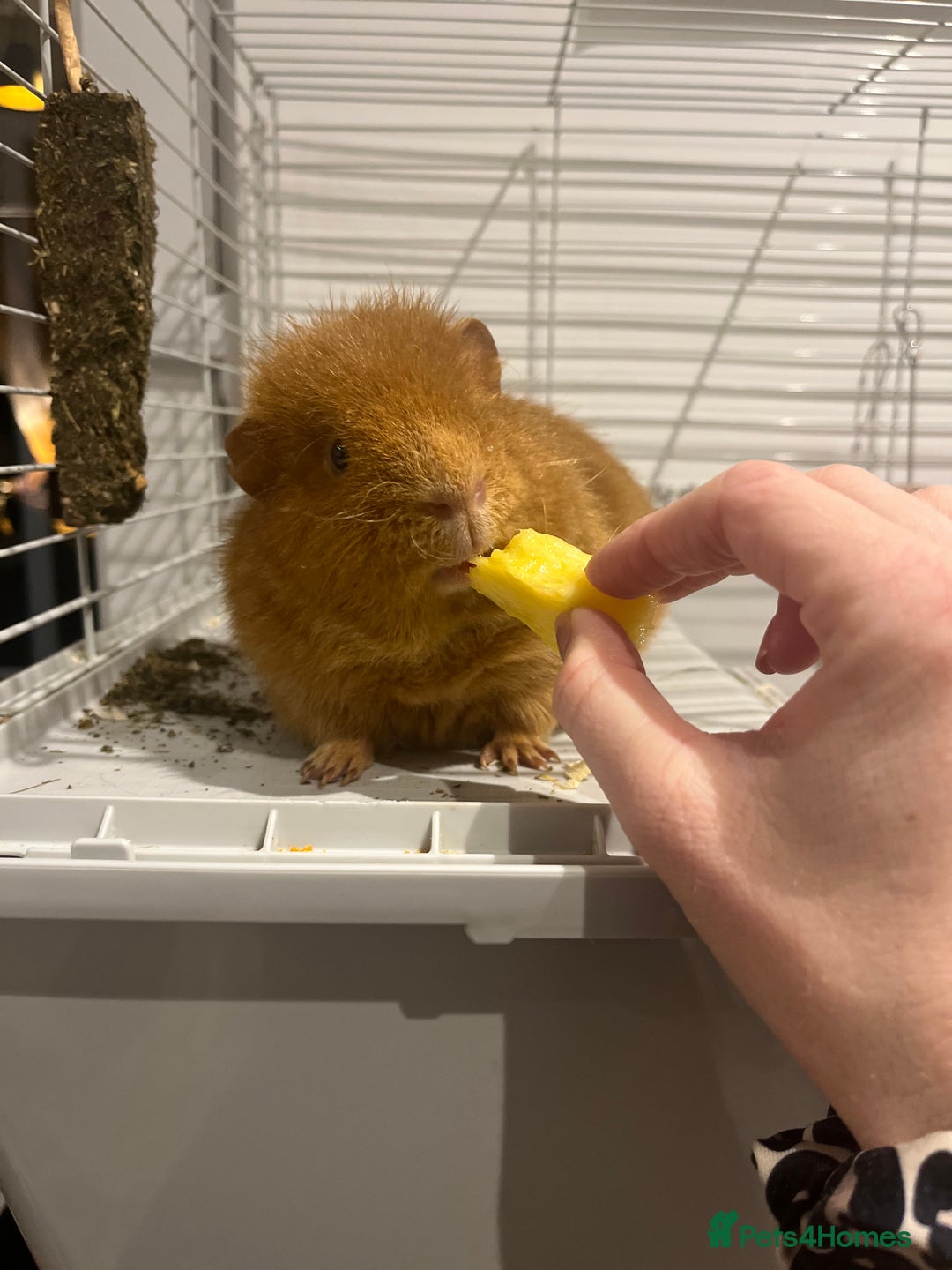 Guinea Pig rodents for sale: 2 Male Guinea Pigs - Advert 9