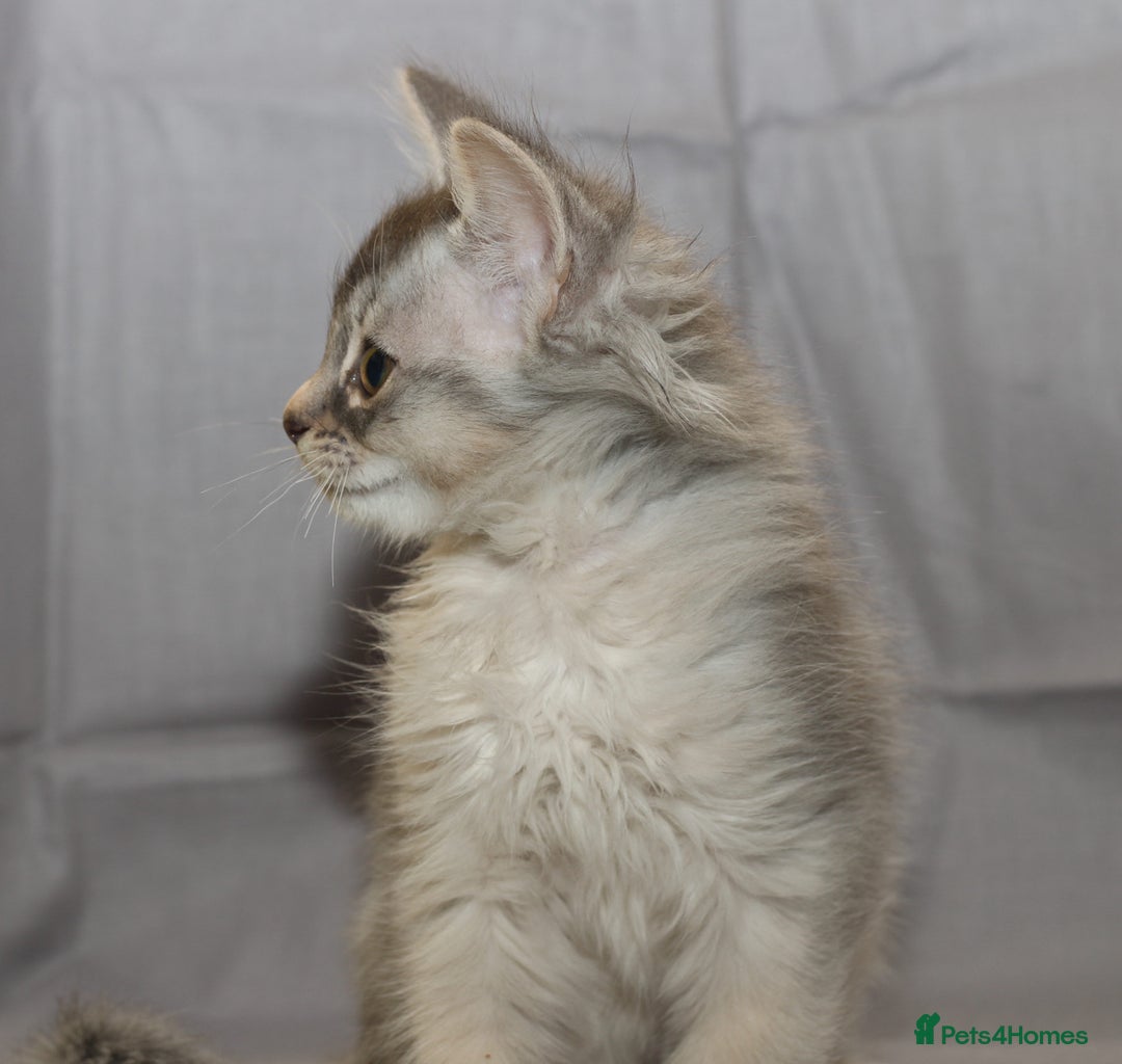 Somali cats for sale: Blue silver female Somali - Image 2