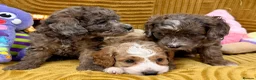 Cavapoo dogs for sale: Stunning F1B Cavapoos FULLY DNA health tested - Advert 5