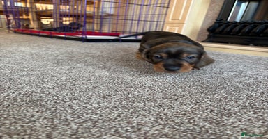 Dachshund dogs 1 beautiful Teckel Dachshund - Advert 7