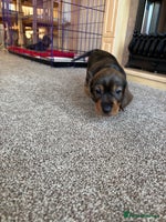 Dachshund dogs 1 beautiful Teckel Dachshund - Advert 7