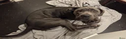 Mixed Breed dogs for sale: Great dane x cane corso  in Northolt - Advert 3