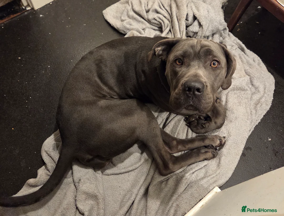 Mixed Breed dogs for sale: Great dane x cane corso  in Northolt - Advert 3