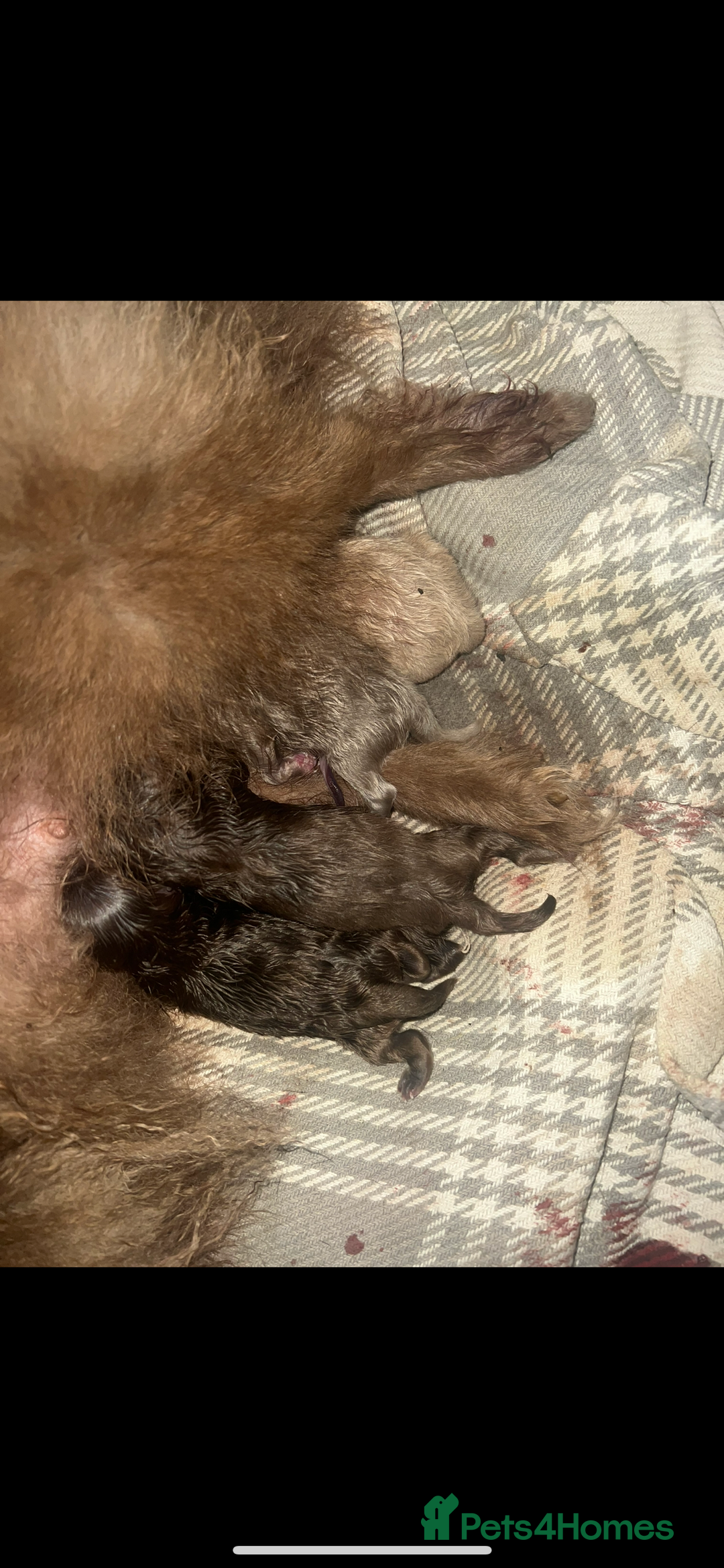 Pomeranian dogs for sale: Pomeranian puppy 🐶  - Image 4