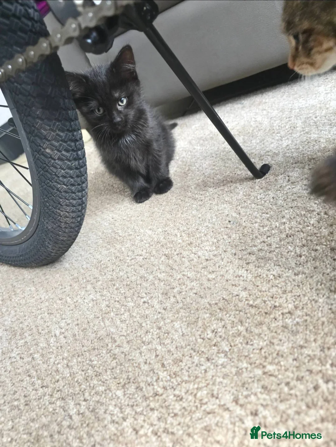 Mixed Breed cats for sale: Ready to leave!! - Advert 5