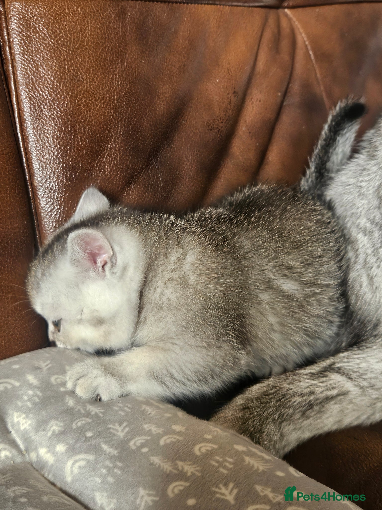 British Shorthair cats British shothair kittens  - Advert 2
