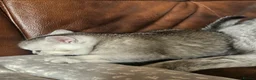 British Shorthair cats for sale: British shothair kittens  - Advert 2