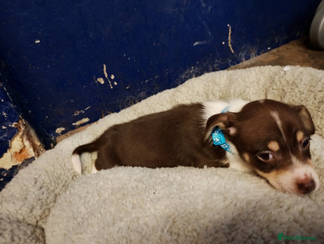 Mixed Breed dogs for sale: Four bueatuful pups forsale  - Advert 11