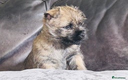 Cairn Terrier dogs for sale: Quality Cairn male pup available 8th August - Image 2