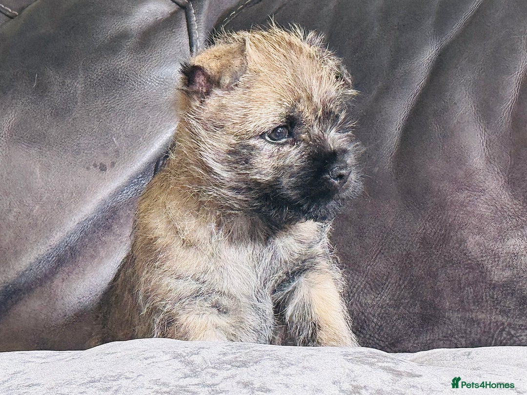 Cairn Terrier dogs for sale: Quality Cairn male pup available 8th August - Image 2