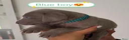 Weimaraner dogs for sale: Stunning puppies, one chuncky silver boy available - Advert 30