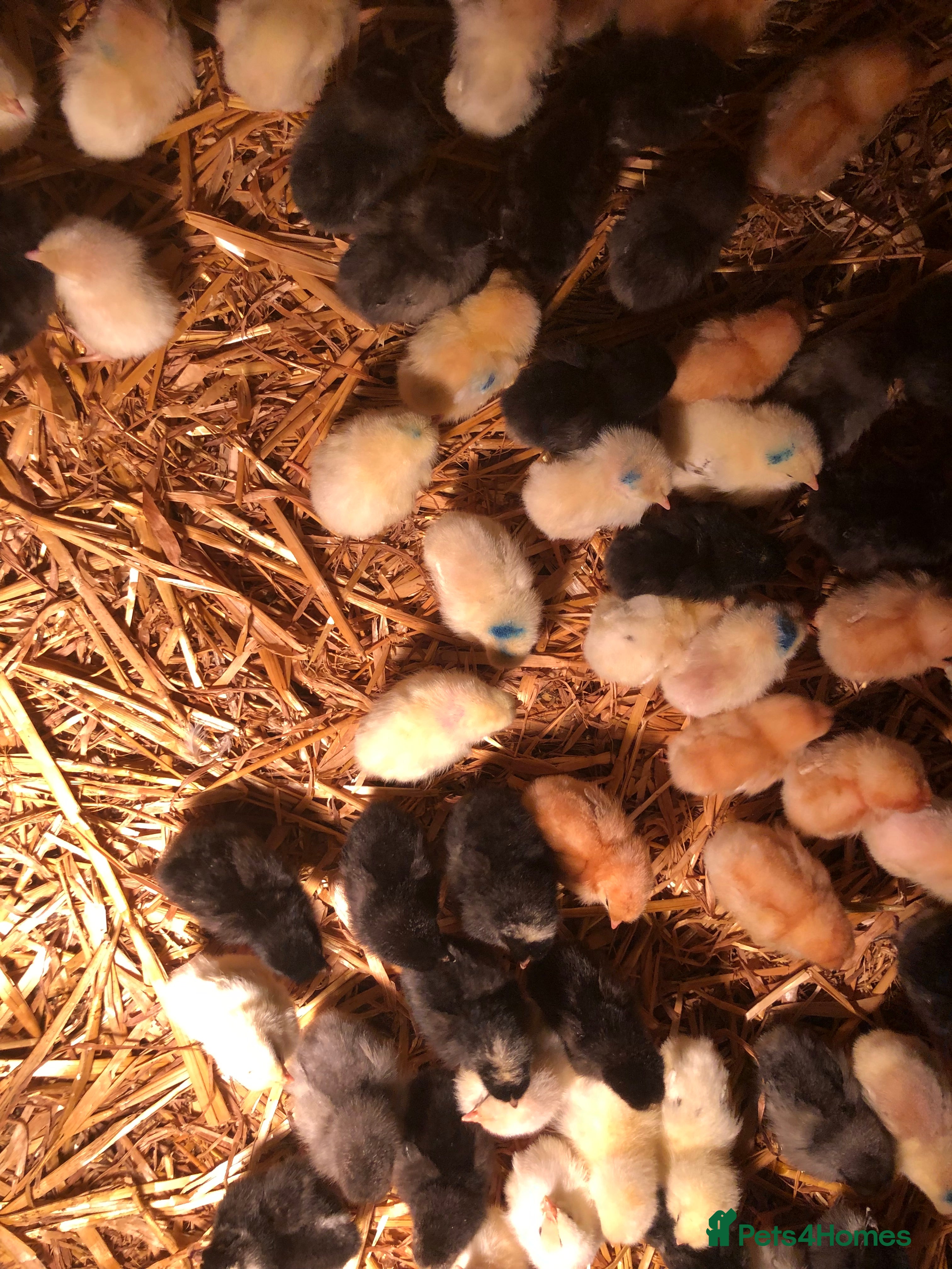 Chickens poultry Sexed pullet chicks. Blue, brown, white layer  - Advert 1