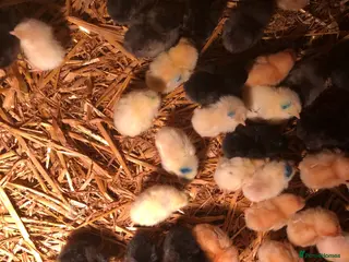 Chickens poultry Sexed pullet chicks. Blue, brown, white layer - Advert 15