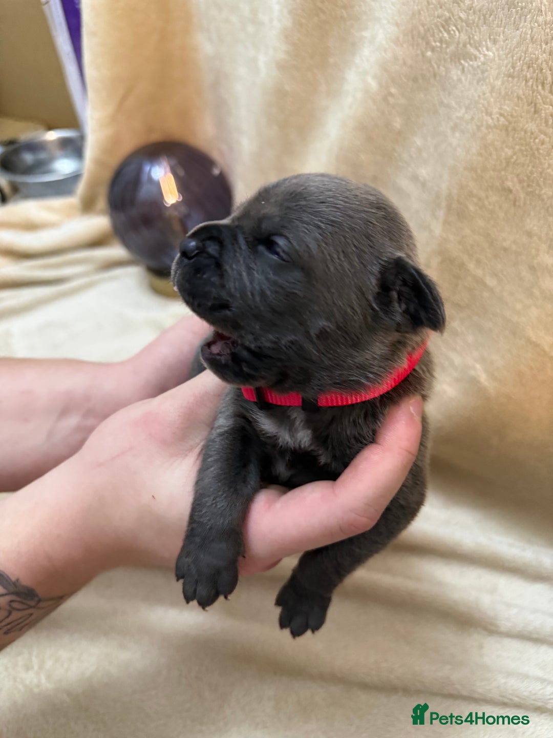 Cane Corso dogs for sale: ICF/ICCF Champion 6th GENERATION Cane Corso pups - Advert 10