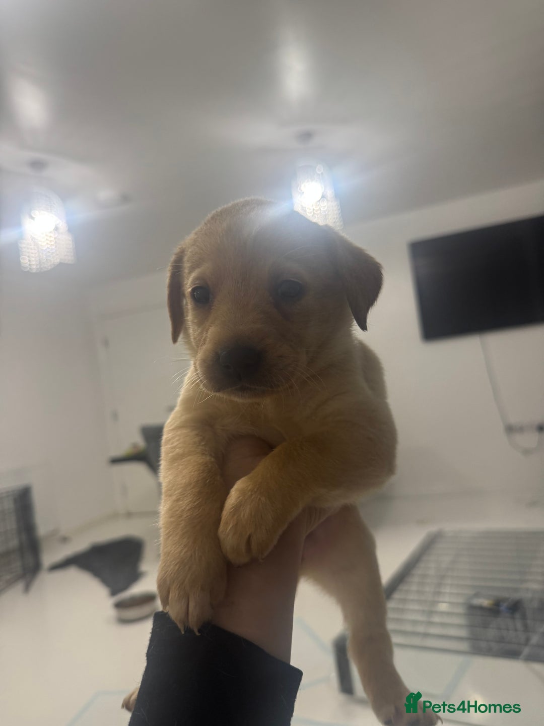 Labrador Retriever dogs for sale: Full breed Labrador retriever puppy’s  - Image 15