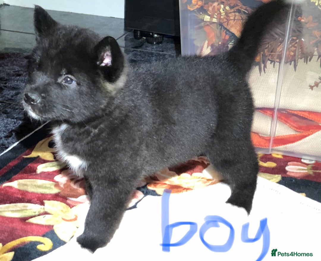 Akita dogs for sale: 7 bear faced American Akitas puppies  - Advert 2