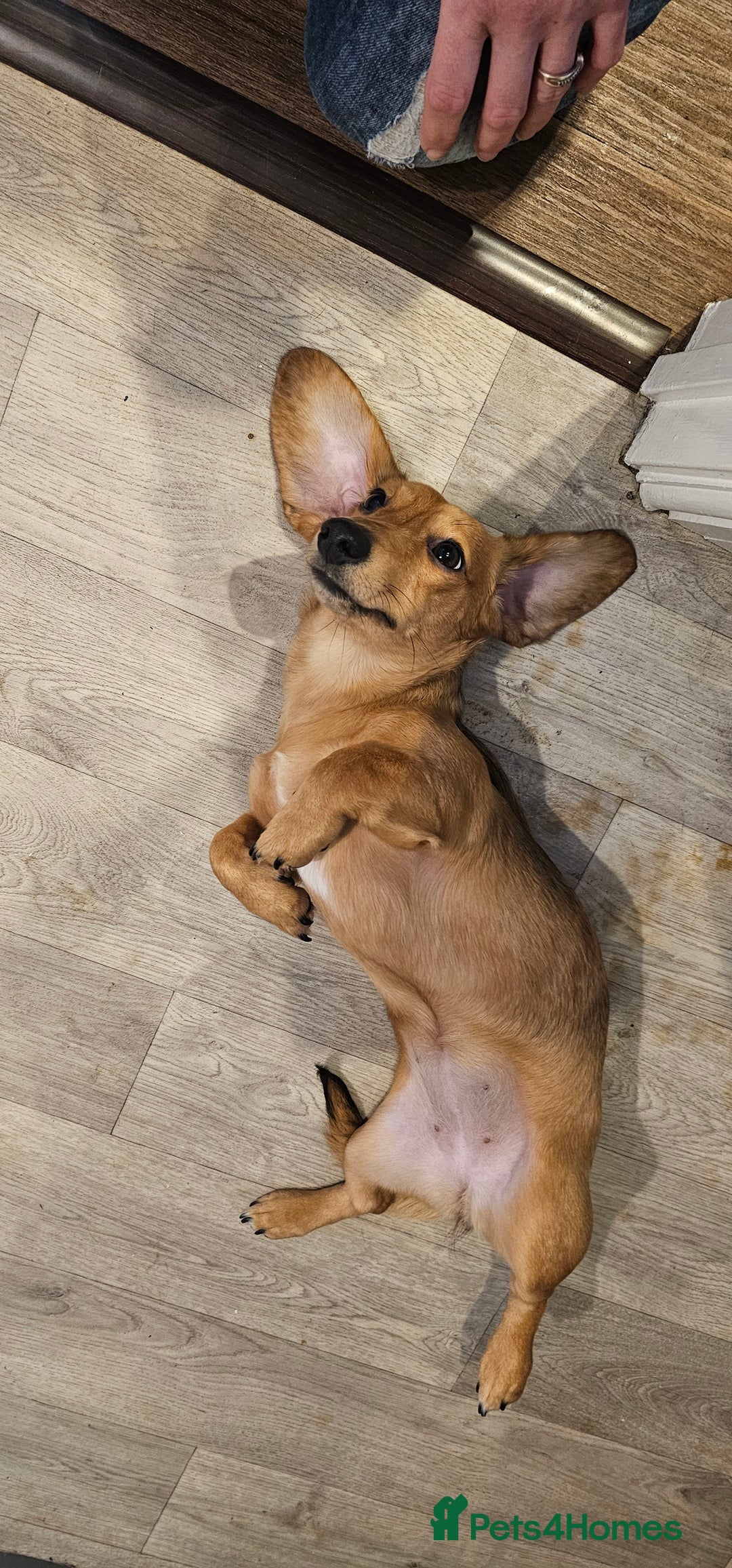 Miniature Dachshund dogs for sale: 7 month shaded cream dapple girl -read in full pls - Advert 5