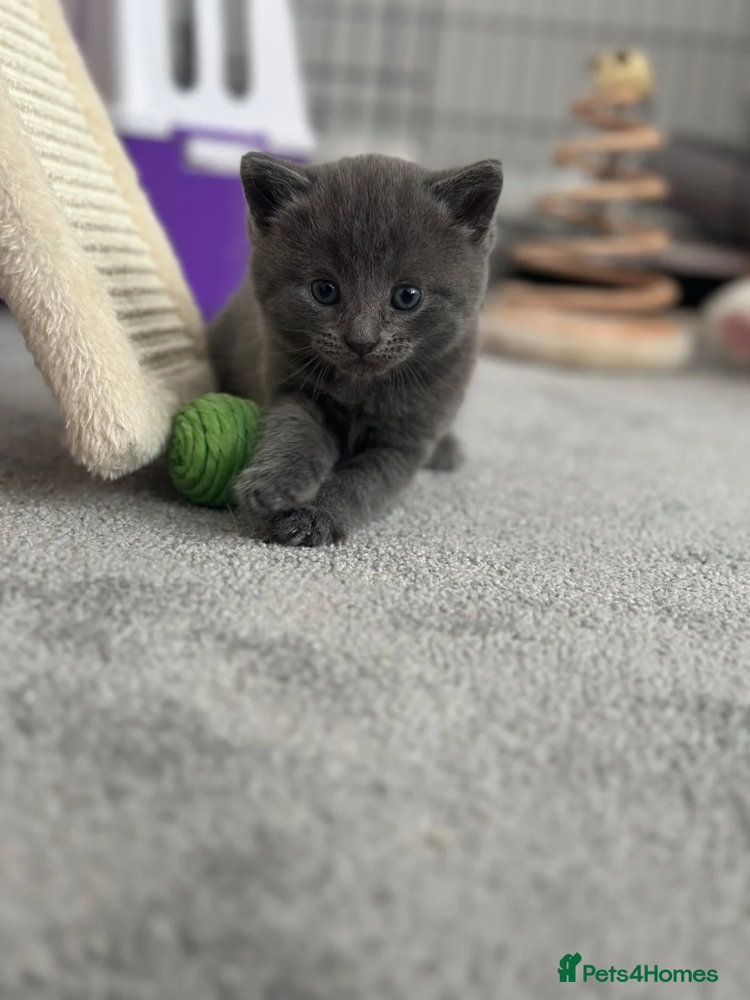 British Shorthair cats for sale: British blue short hair boy Stud  - Advert 4
