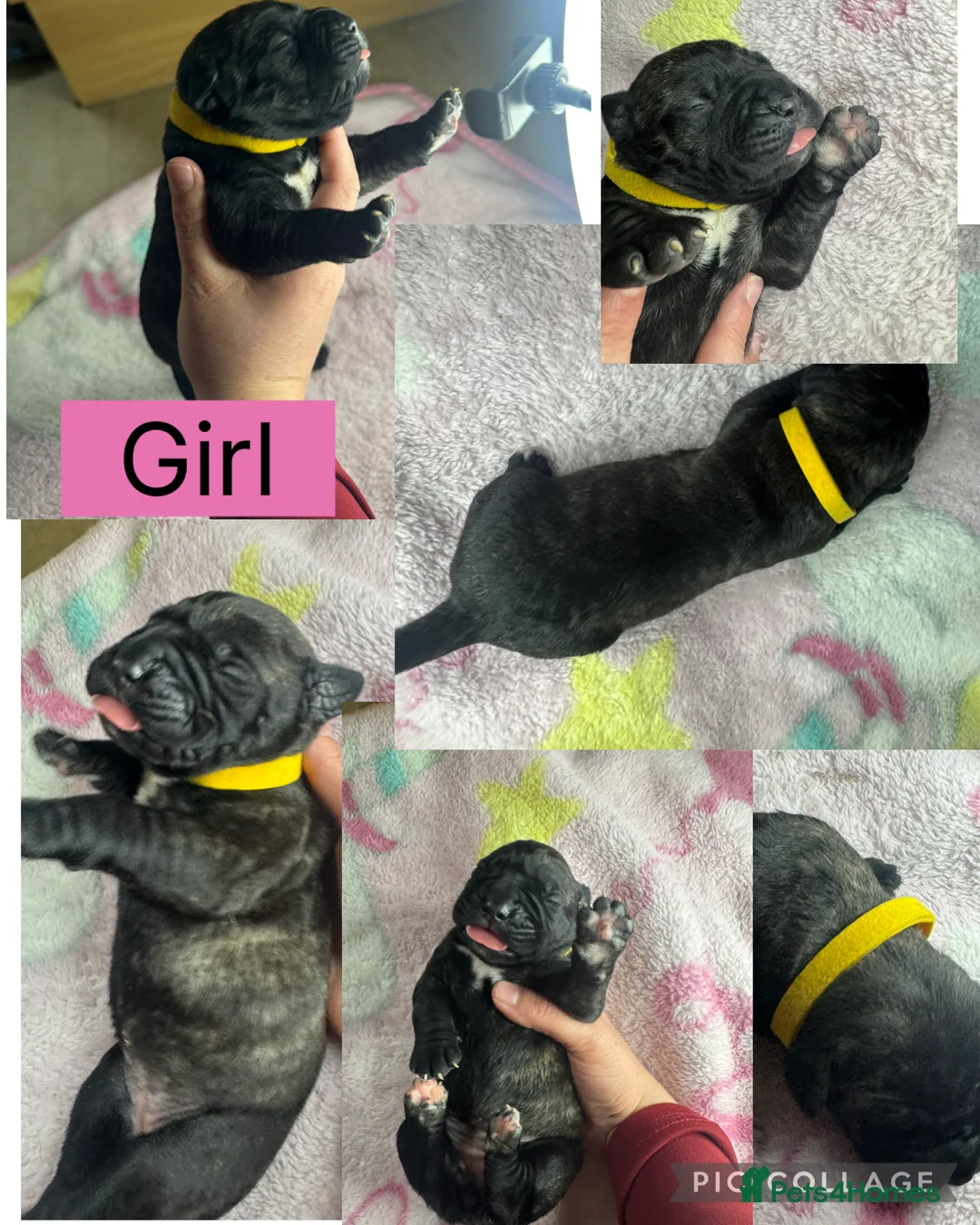 Cane Corso dogs for sale: Cane corso pups - Advert 9